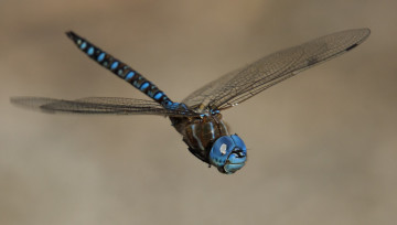 Картинка животные стрекозы стрекоза