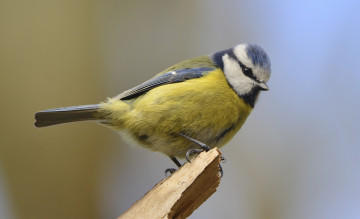 Картинка животные синицы лазоревки сучок синичка лазоревка