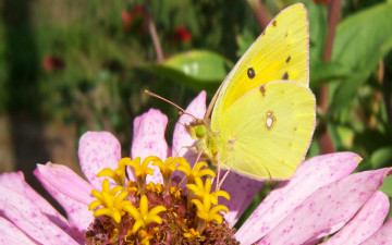 Картинка животные бабочки