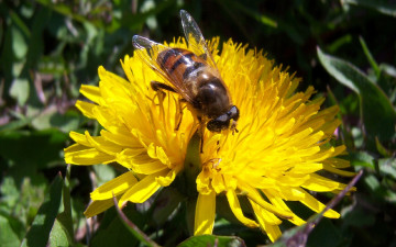 Картинка животные пчелы осы шмели