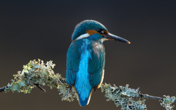 Картинка животные зимородки птица ветка лишайник