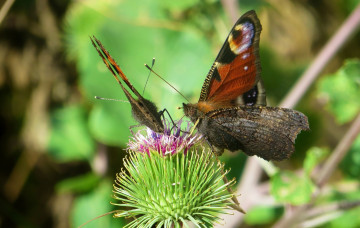 Картинка животные бабочки цветок