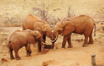 Картинка животные слоны колодец водопой