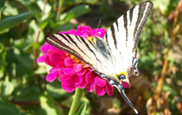 Картинка животные бабочки