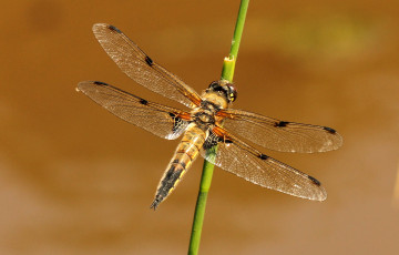 Картинка животные стрекозы стебель стрекоза