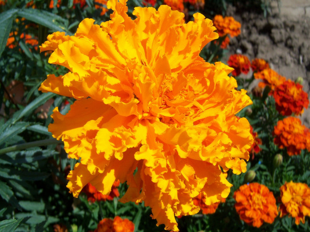 Обои картинки фото цветы, бархатцы