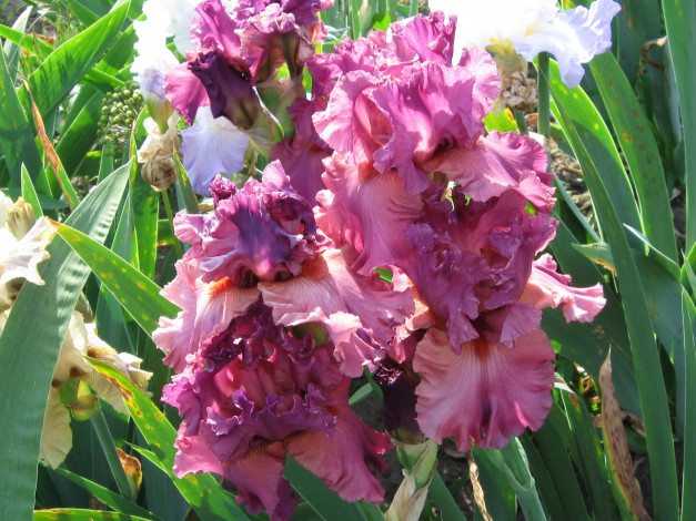 Обои картинки фото цветы, ирисы, сад