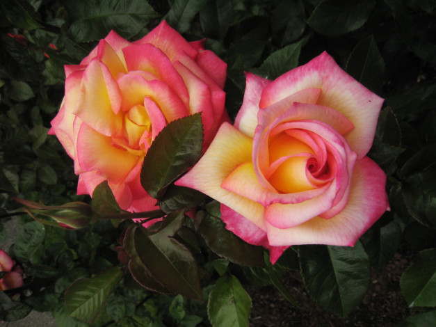 Обои картинки фото цветы, розы