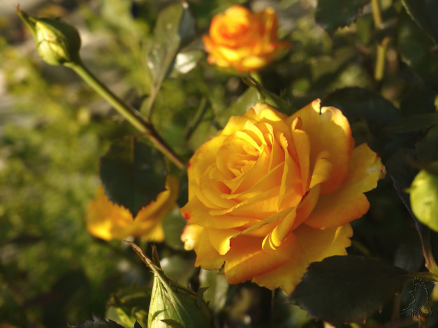 Обои картинки фото цветы, розы, желтый