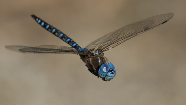 Обои картинки фото животные, стрекозы, стрекоза