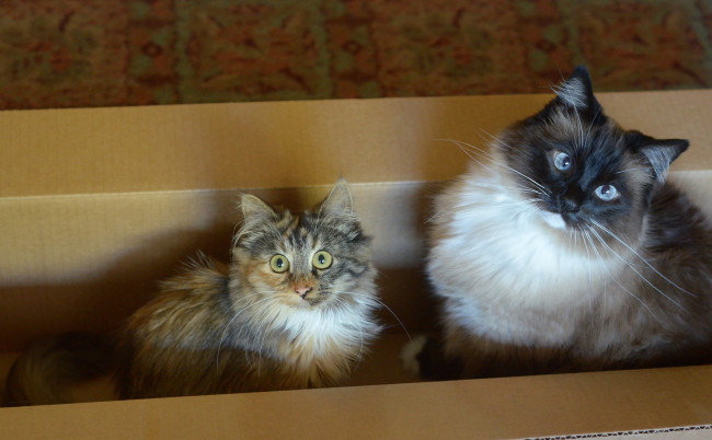 Обои картинки фото животные, коты, две, кошки