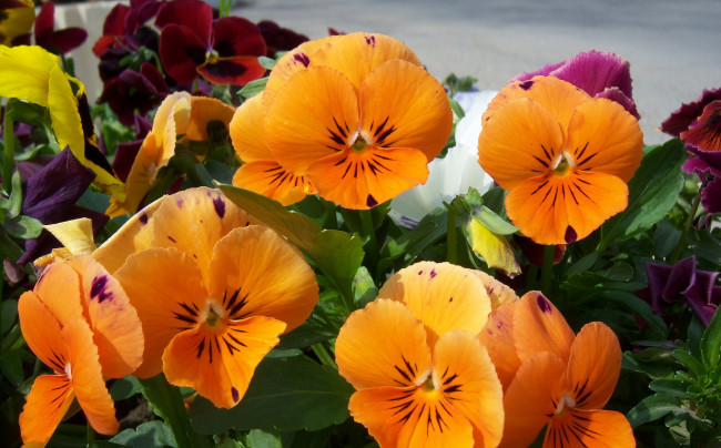 Обои картинки фото цветы, анютины, глазки, садовые, фиалки