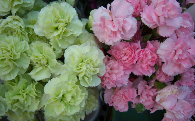 Обои картинки фото цветы, гвоздики