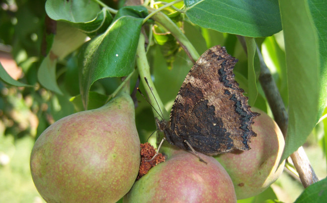 Обои картинки фото животные, бабочки