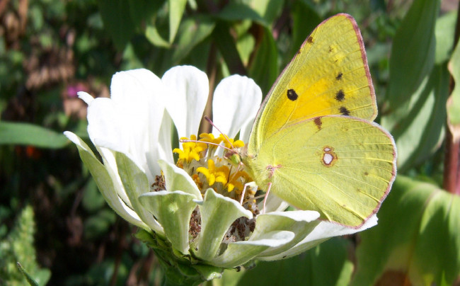 Обои картинки фото животные, бабочки