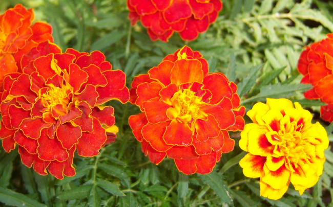 Обои картинки фото цветы, бархатцы