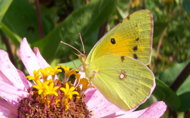 Обои картинки фото животные, бабочки