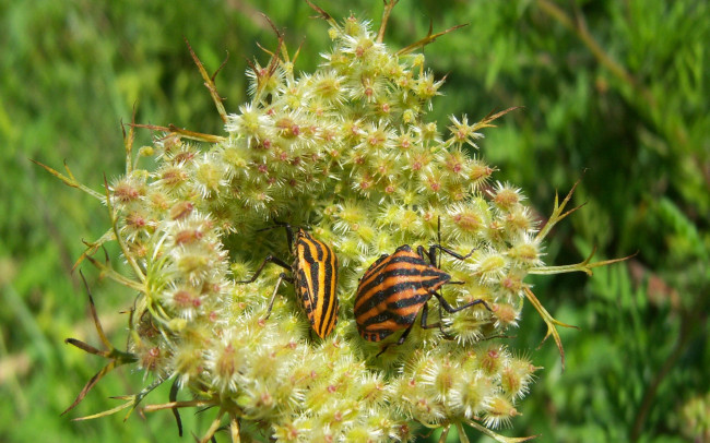 Обои картинки фото животные, насекомые, жуки