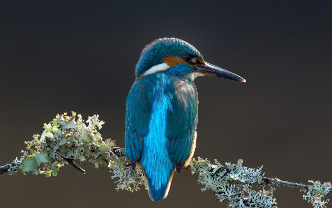 Обои картинки фото животные, зимородки, птица, ветка, лишайник