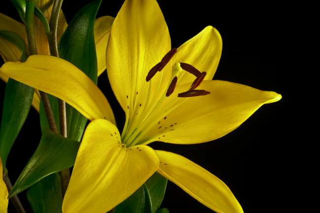 Обои картинки фото цветы, лилии, лилейники, флора