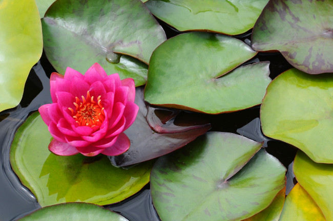 Обои картинки фото цветы, лилии, водяные, нимфеи, кувшинки, лилия, водоем, листья