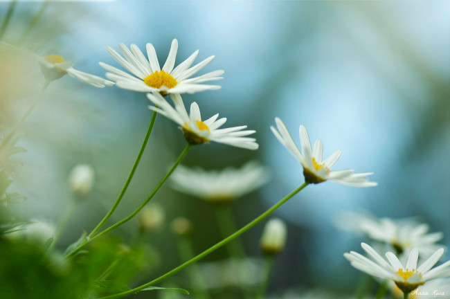 Обои картинки фото цветы, ромашки, лепестки