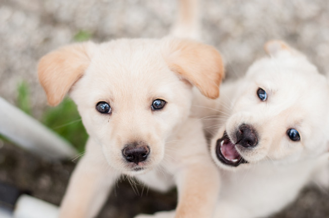 Обои картинки фото животные, собаки, щенки