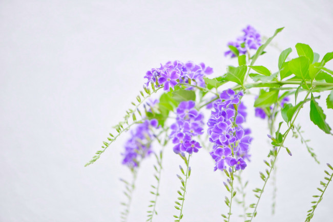 Обои картинки фото цветы, дуранта, экзотика