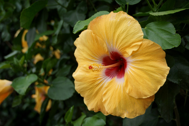 Обои картинки фото цветы, гибискусы, желтый