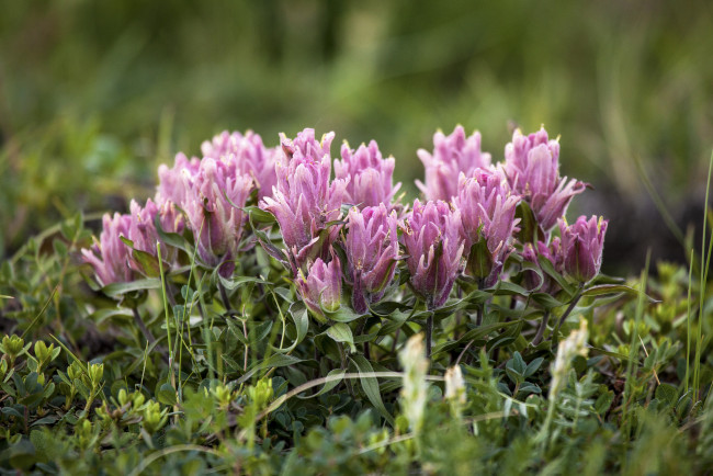 Обои картинки фото цветы, кастиллея, изящная, макро