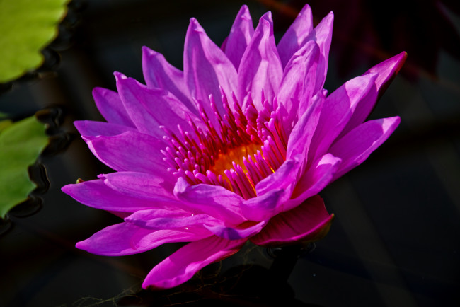 Обои картинки фото цветы, лилии, водяные, нимфеи, кувшинки, нимфея