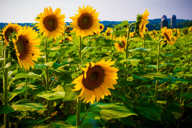 Обои картинки фото цветы, подсолнухи, поле