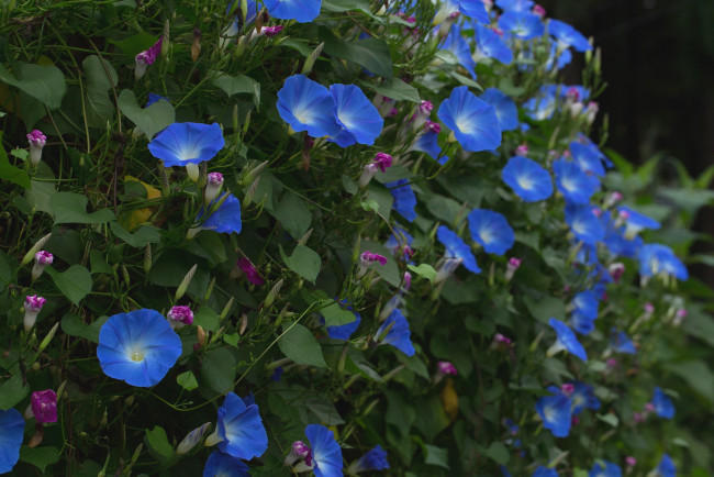 Обои картинки фото цветы, вьюнки, ипомеи, ипомея