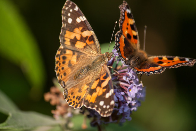 Обои картинки фото животные, бабочки, цветок