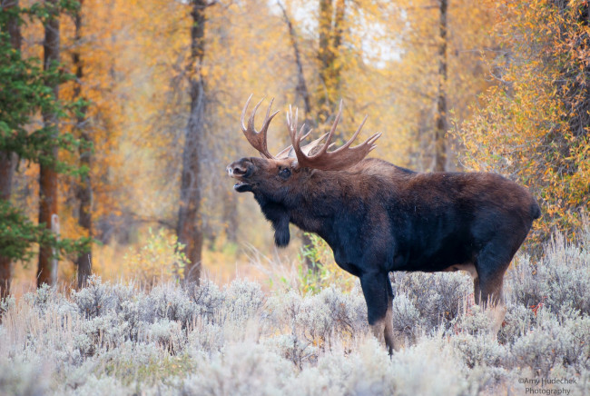 Обои картинки фото животные, лоси, лес, рога