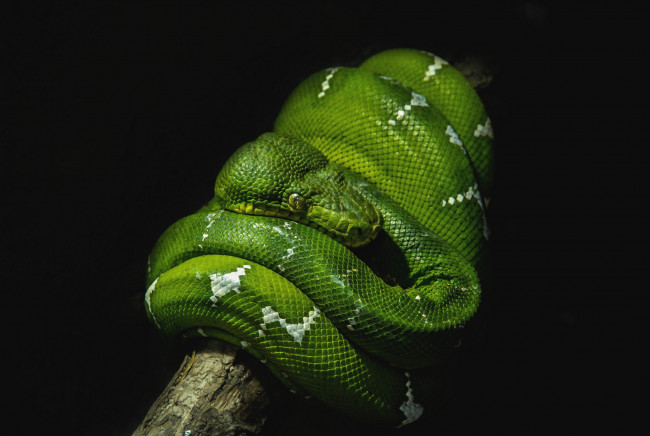 Обои картинки фото животные, змеи, питоны, кобры, гад