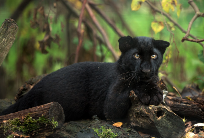 Обои картинки фото животные, пантеры, малыш