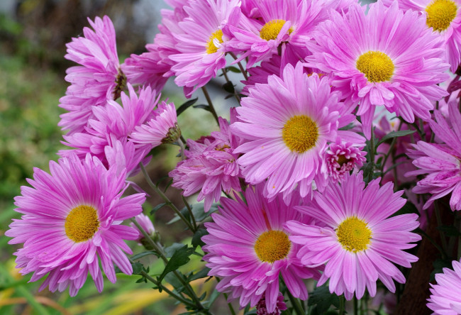Обои картинки фото цветы, астры, татарская, астра