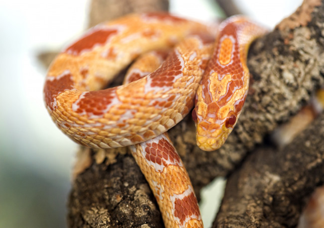Обои картинки фото животные, змеи, питоны, кобры, гад