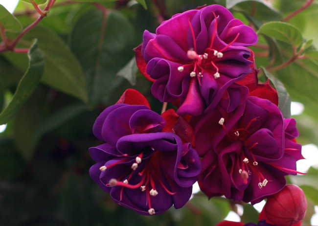 Обои картинки фото цветы, фуксия, лиловый