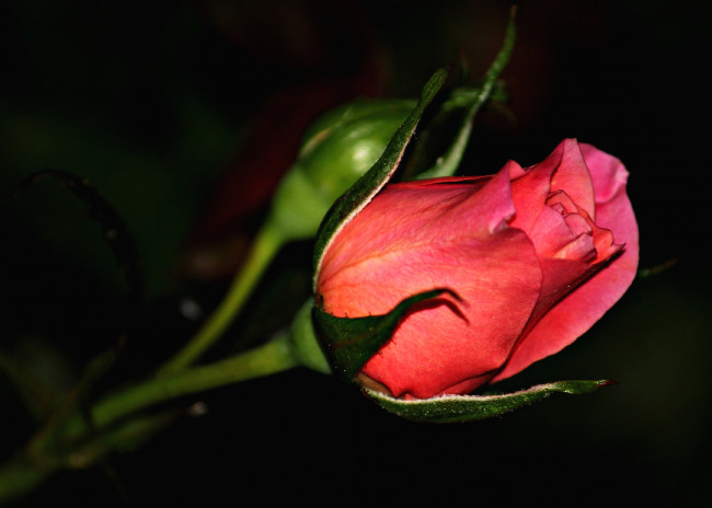 Обои картинки фото цветы, розы, бутон