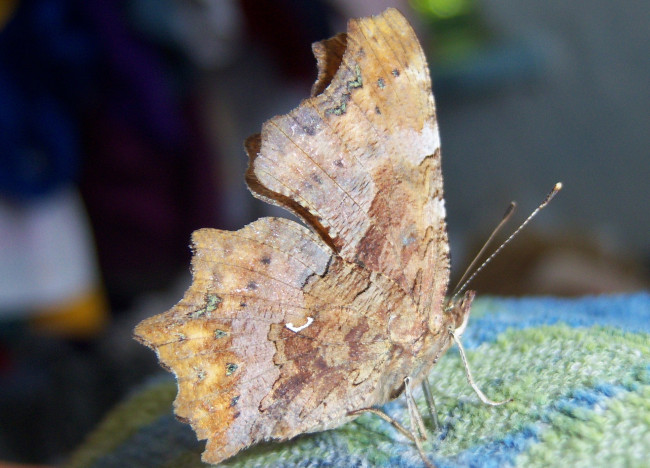 Обои картинки фото животные, бабочки