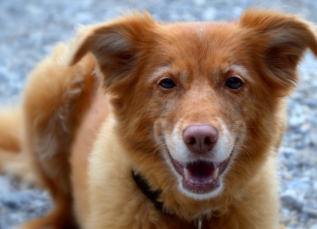 Обои картинки фото животные, собаки, собака, морда, взгляд