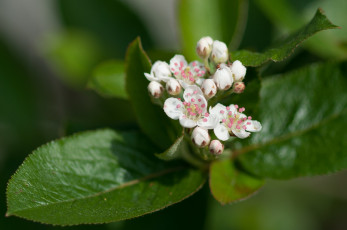 Картинка цветы цветущие+деревья+ +кустарники листья ветка зелень макро