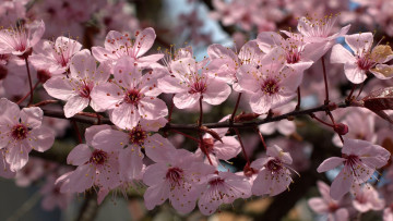 Картинка цветы цветущие+деревья+ +кустарники ветка лепестки