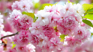 Картинка цветы цветущие+деревья+ +кустарники ветка лепестки