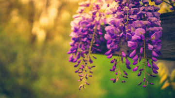 Картинка цветы глициния nature flowers spring trees природа деревья весна