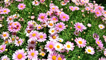 Картинка цветы космея бутоны