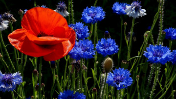 Картинка цветы разные+вместе красный синий