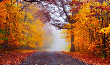 Картинка природа дороги nature forest park trees leaves colorful road path autumn fall colors walk листья осень деревья дорога лес парк